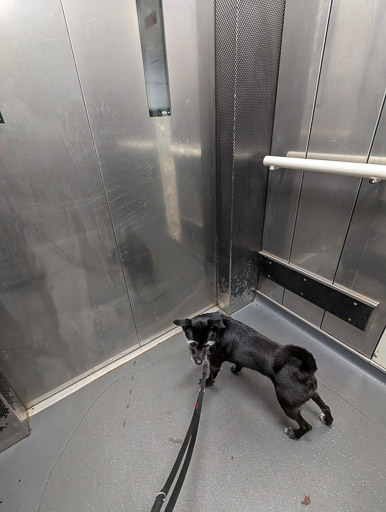 A small black terrier dog at Westerton Station.