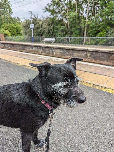 A small black terrier dog at Westerton Station.