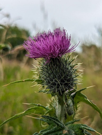 Between Muirend and Cathcart Cemetery.