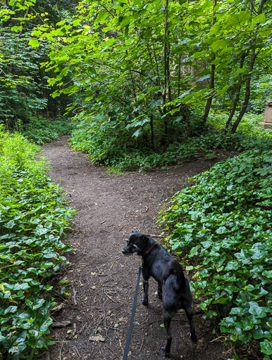 A small black terrier dog on a walk between Muirend and Cathcart Cemetery.