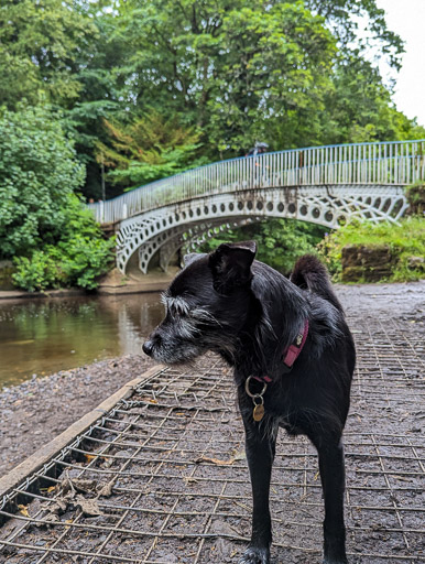 A small black terrier dog on a walk between Linn Park and Cathcart.