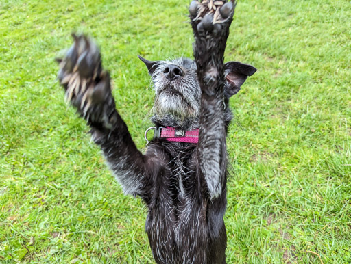 A small black terrier dog on a walk between Linn Park and Cathcart.