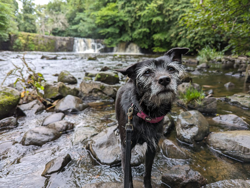 A small black terrier dog on a walk between Linn Park and Cathcart.