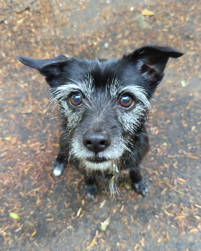 A small black terrier dog on a walk between Linn Park and Cathcart.