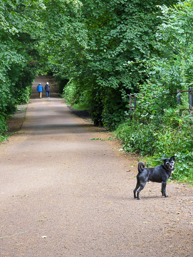 A small black terrier dog on a walk between Linn Park and Cathcart.