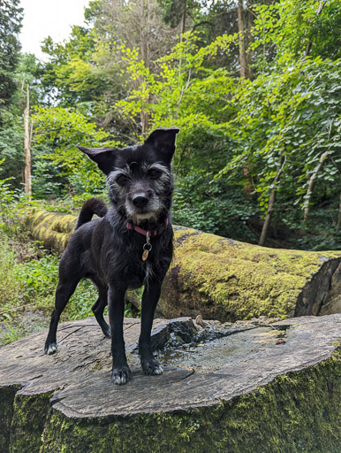 A small black terrier dog on a walk between Linn Park and Cathcart.