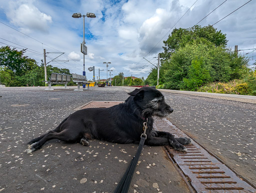 A small black terrier dog at Cathcart Station.