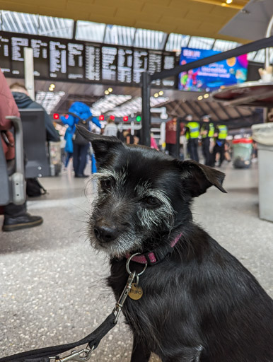 A small black terrier dog at Glasgow Queen Street Station.