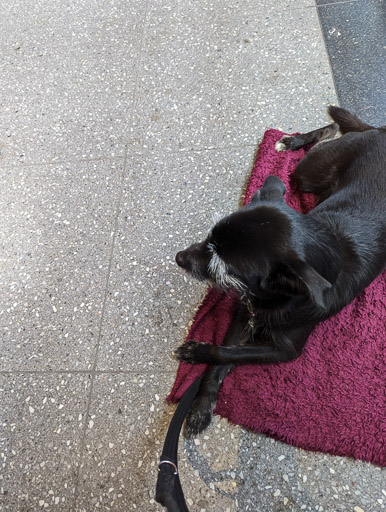 A small black terrier dog at Glasgow Queen Street Station.