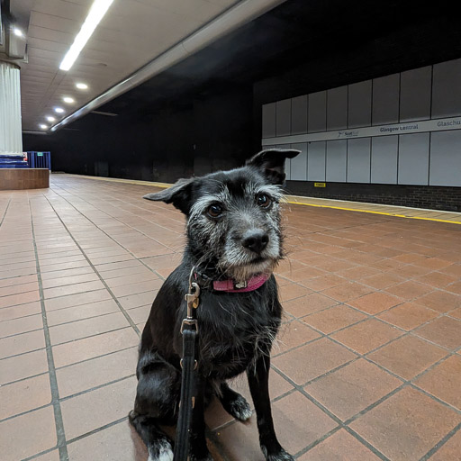 A small black terrier dog at Glasgow Central Low Level Station.