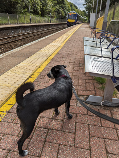 A small black terrier dog at Gilshochill Station.