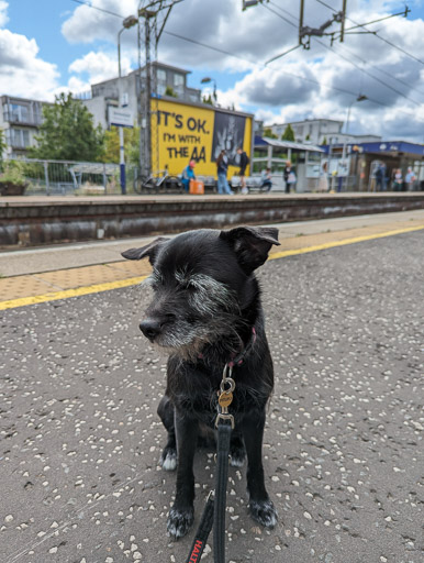 A small black terrier dog at Anniesland Station.