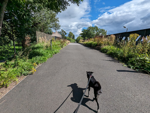 A small black terrier dog on a walk at The Bowline.