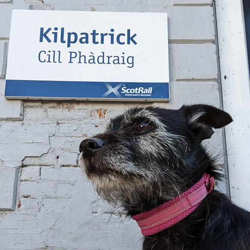 A small black terrier dog at Kilpatrick Station.