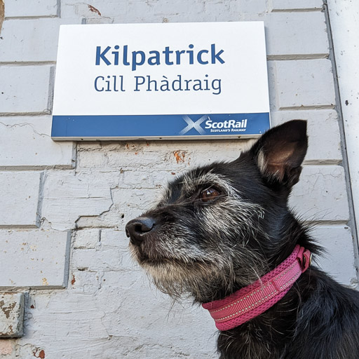 A small black terrier dog at Kilpatrick Station.