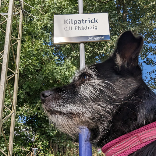 A small black terrier dog at Kilpatrick Station.