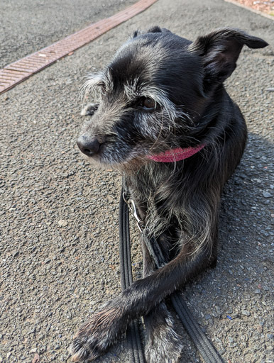 A small black terrier dog at Kilpatrick Station.