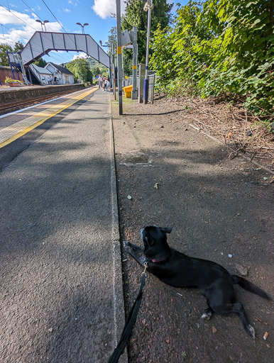 A small black terrier dog at Kilpatrick Station.