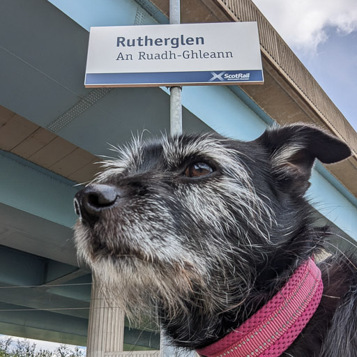 A small black terrier dog at Rutherglen Station.