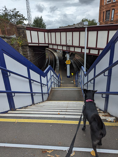 A small black terrier dog at Crosshill Station.