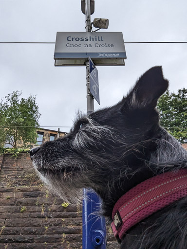 A small black terrier dog at Crosshill Station.