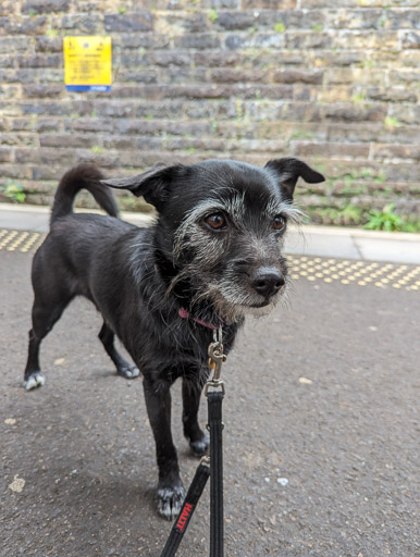 A small black terrier dog at Crosshill Station.