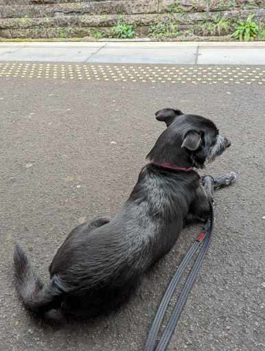 A small black terrier dog at Crosshill Station.