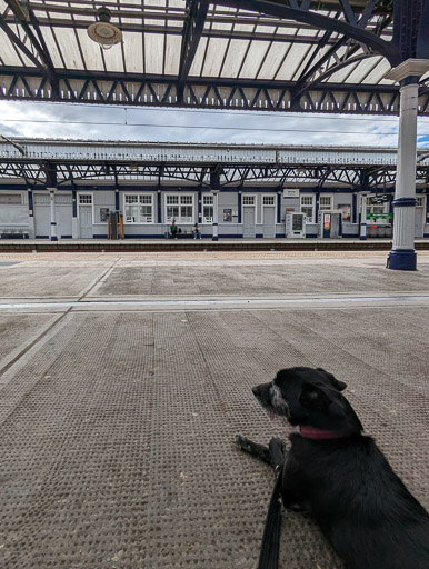 A small black terrier dog at Stirling Station.