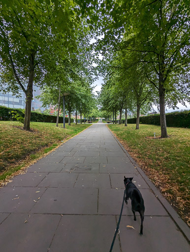 A small black terrier dog on a walk at Alloa.