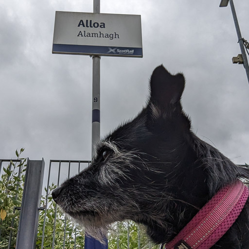 A small black terrier dog at Alloa Station.