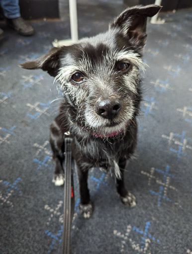 A small black terrier dog on a train between Dunblane and Glasgow Queen Street.