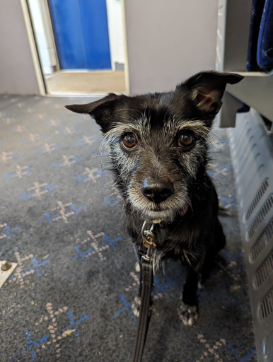 A small black terrier dog on a train between Glasgow Queen Street and Gilshochill.