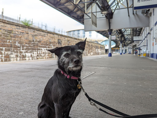 A small black terrier dog at Dundee Station.