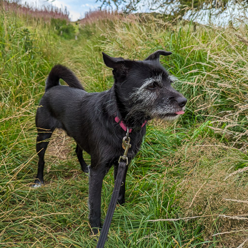 A small black terrier dog on a walk at Insch.