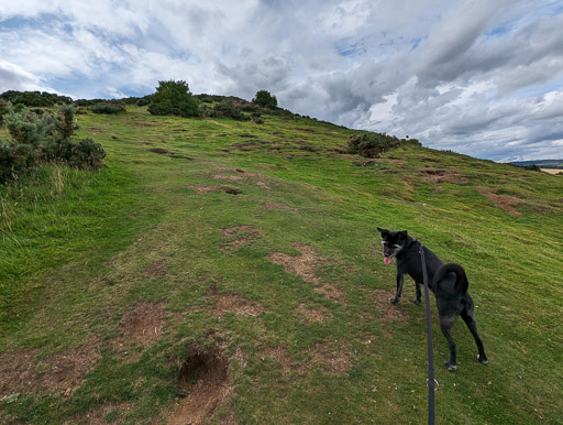 A small black terrier dog on a walk at Insch.