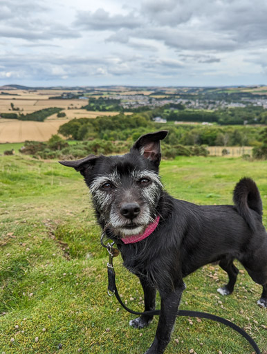 A small black terrier dog on a walk at Insch.