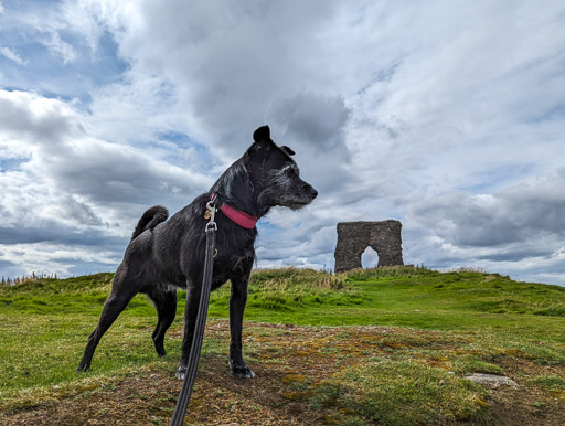 A small black terrier dog on a walk at Insch.