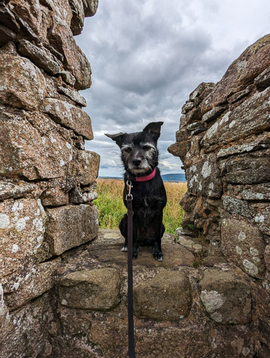 A small black terrier dog on a walk at Insch.