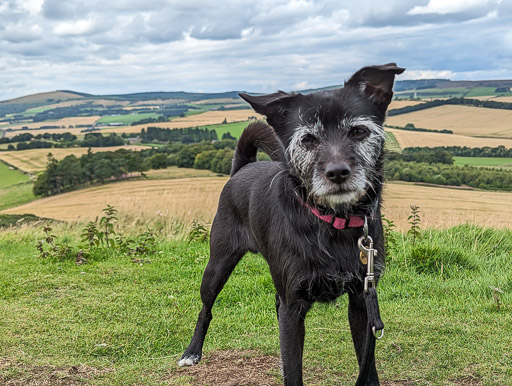 A small black terrier dog on a walk at Insch.