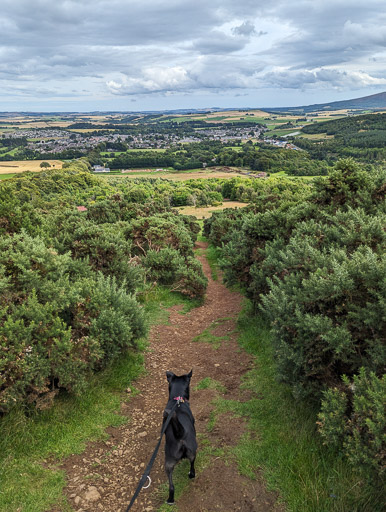 A small black terrier dog on a walk at Insch.