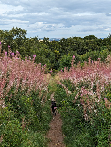 A small black terrier dog on a walk at Insch.