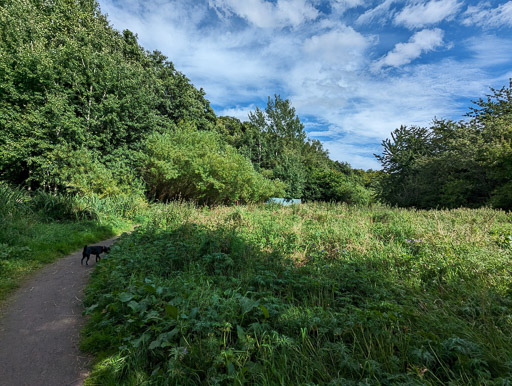 A small black terrier dog on a walk at Insch.