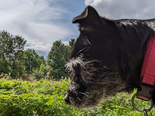 A small black terrier dog on a walk at Insch.