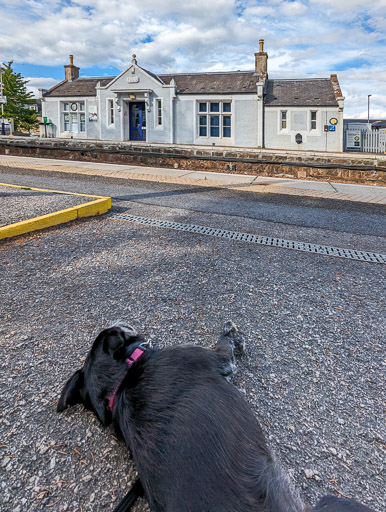 A small black terrier dog at Insch Station.