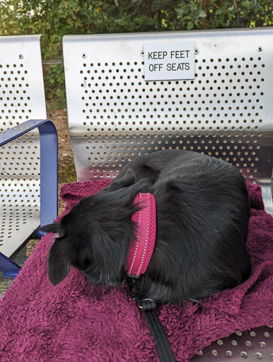 A small black terrier dog at Insch Station.