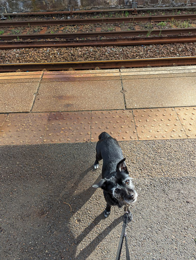 A small black terrier dog at Insch Station.