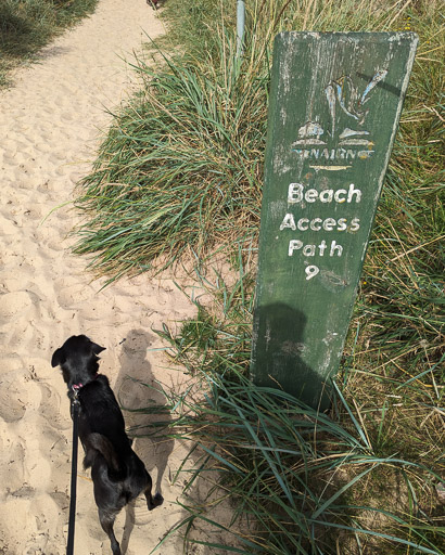 A small black terrier dog on a walk at Nairn.