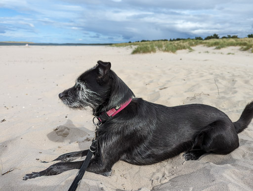 A small black terrier dog on a walk at Nairn.