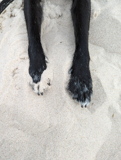 A small black terrier dog on a walk at Nairn.