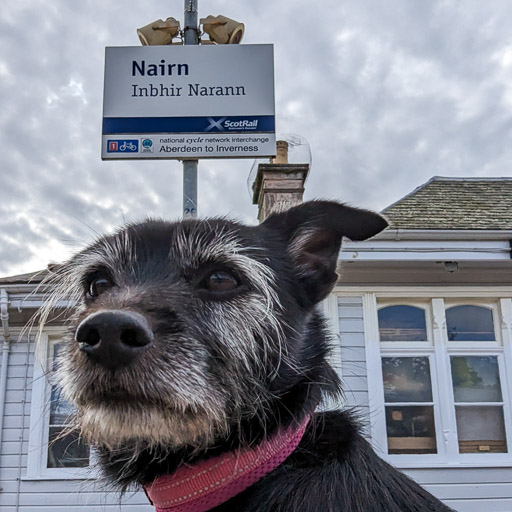 A small black terrier dog at Nairn Station.